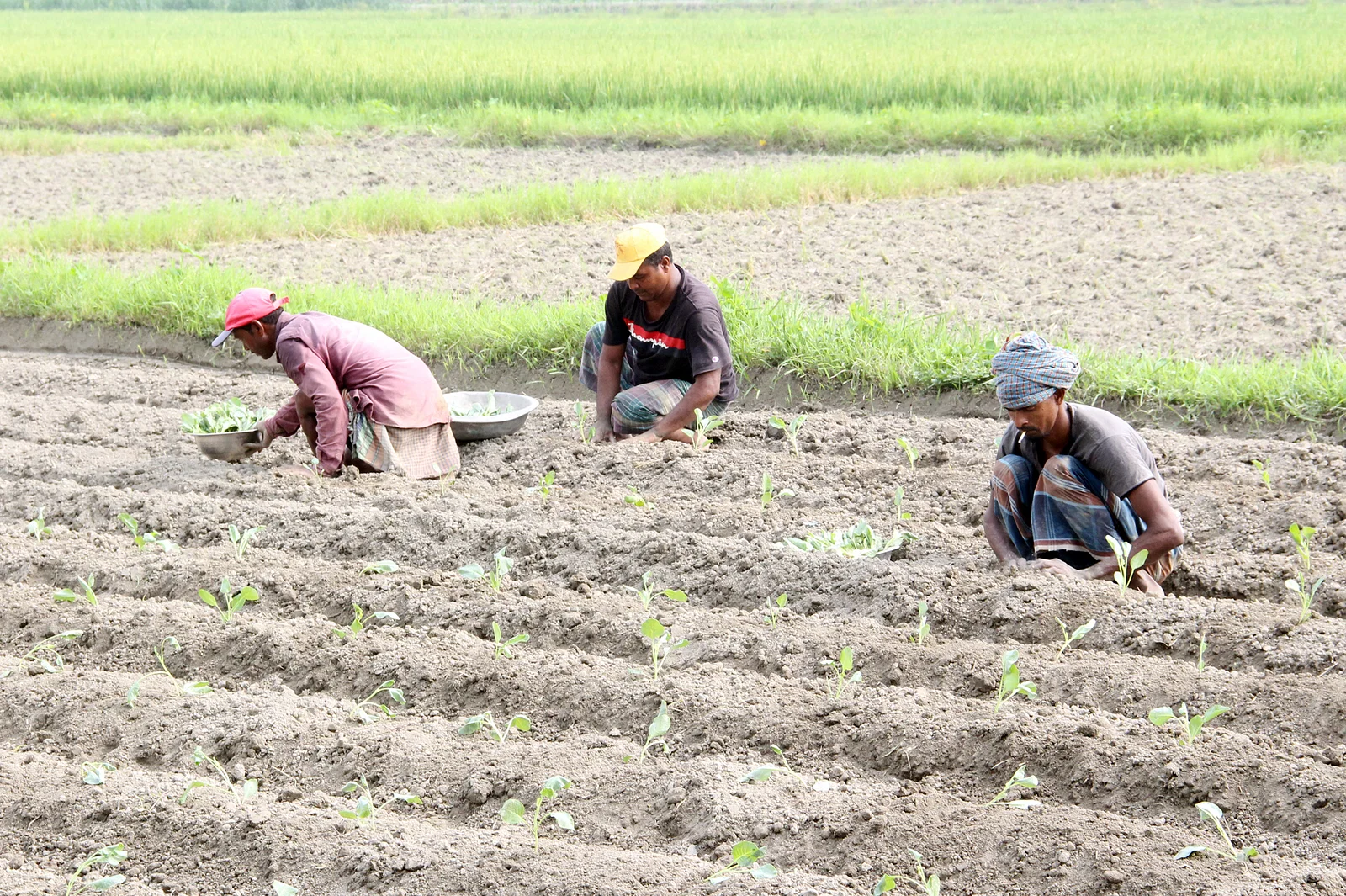 জমি প্রস্তুতের পর শীতকালীন সবজি ফুলকপির চারা রোপণ করছেন কৃষকেরা। গতকাল মানিকগঞ্জ সদরের দিয়ারায়