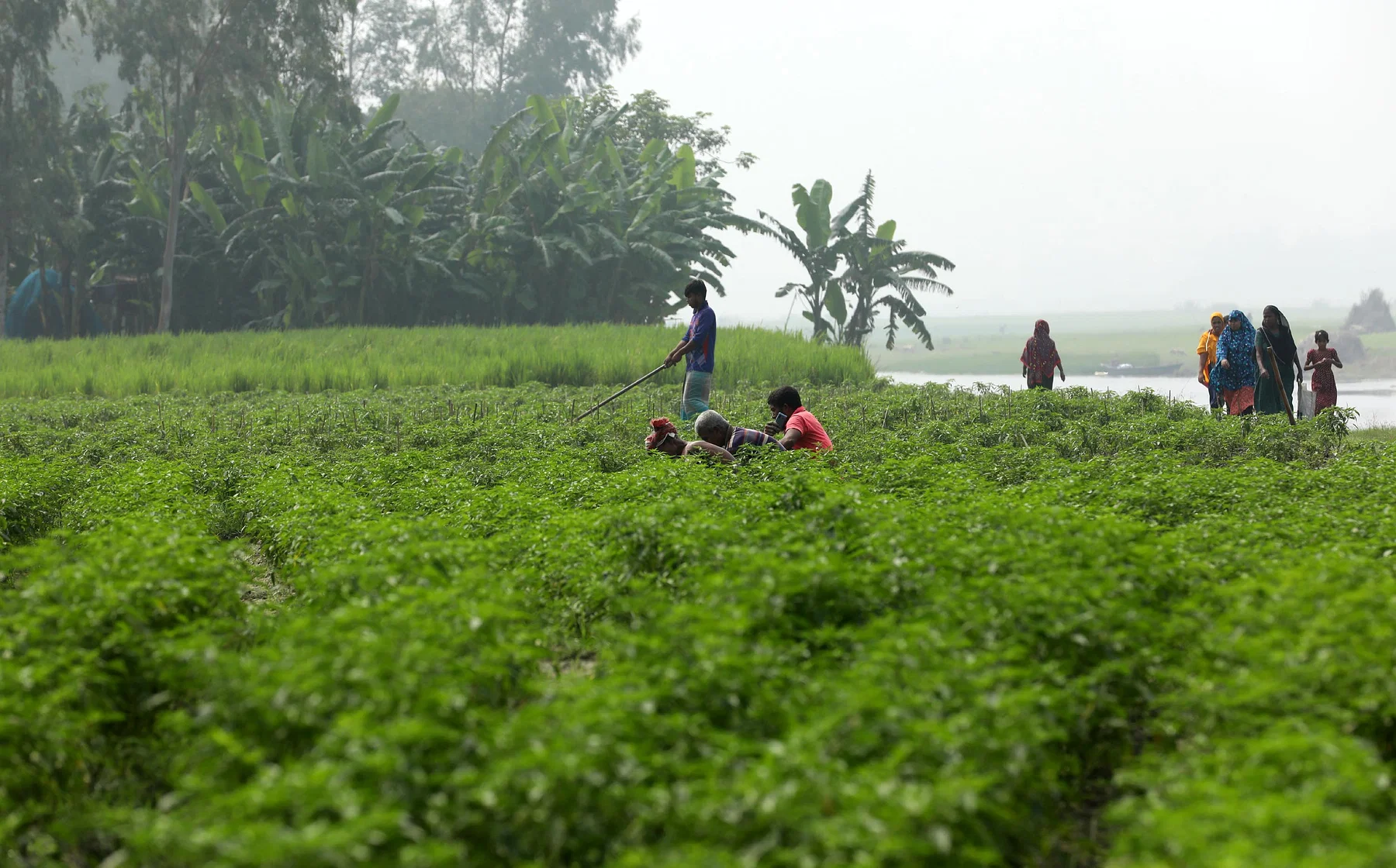 মরিচখেতের পরিচর্যায় ব্যস্ত কৃষকেরা।