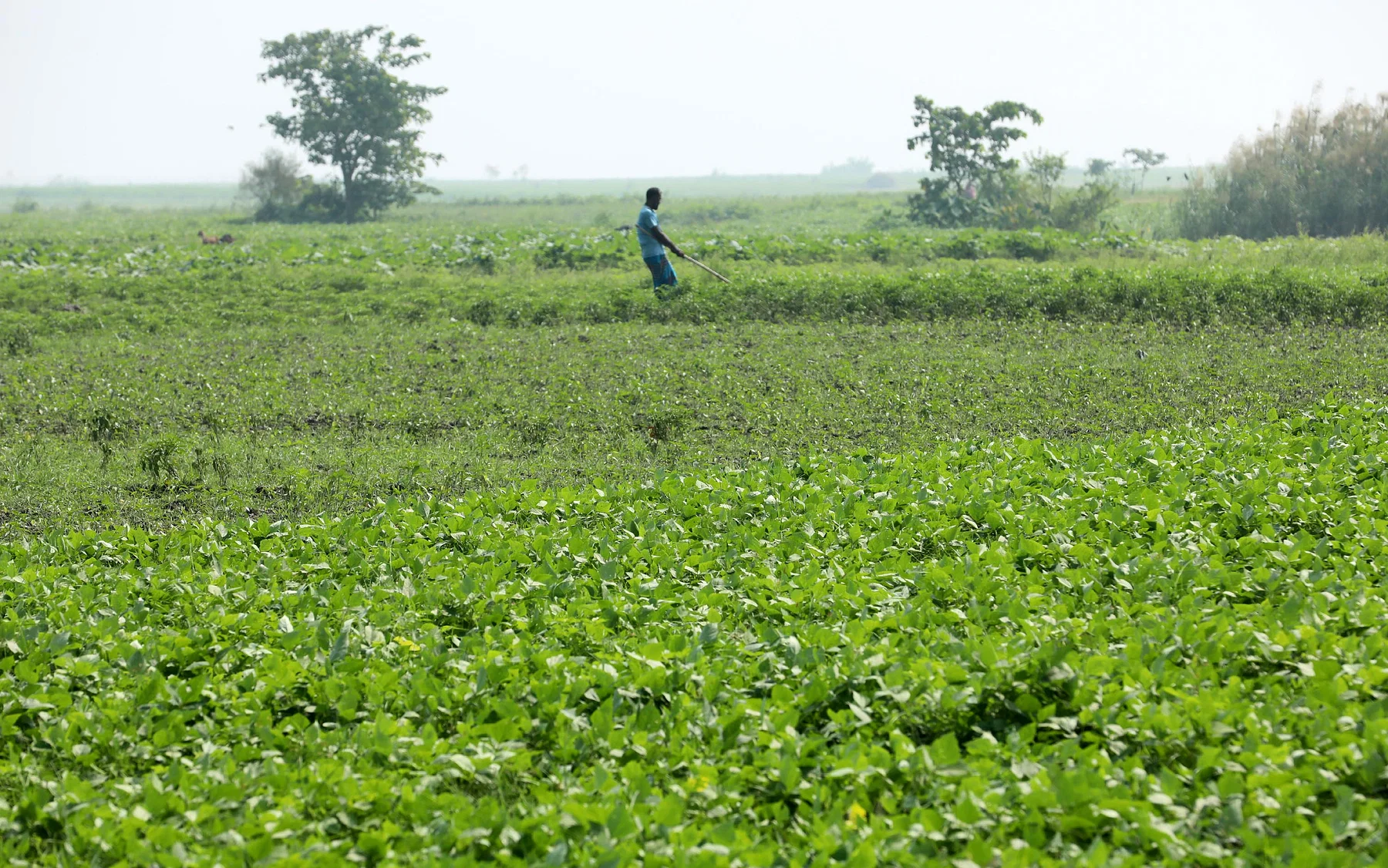 বিস্তীর্ণ চরাঞ্চলজুড়েই সবুজের সমারোহ।